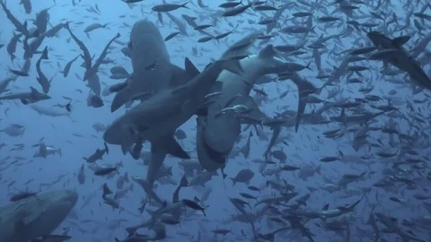 Pack of sharks in school of fish underwater ocean of Tonga. 库存影片 106187895
