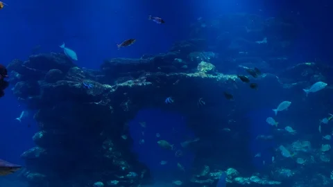 Pack of sharks in school of fish in underwater marine wildlife. Stock Footage 129518633
