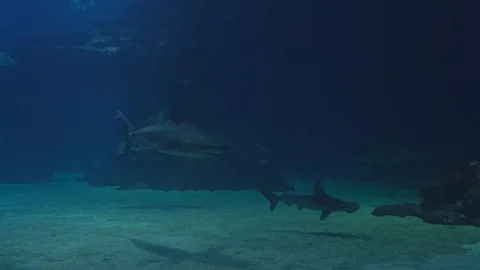 Pack of sharks in school of fish underwater 動画素材 129584426