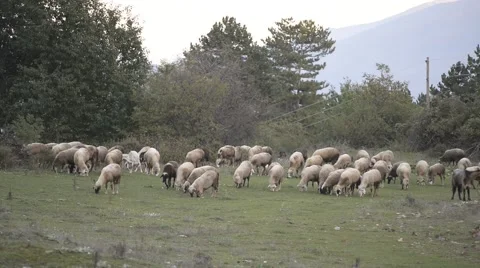 Pack of sheep feeding in autumn. Stock Footage 42604841