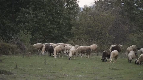 Pack of sheep feeding in autumn. Stock Footage 42604846