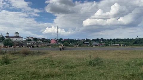 Pack of sheeps crossing the road and a cow looking at them Stock Footage 203771901