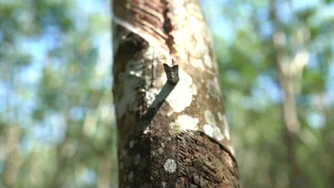 Pack Shots of rubber tapping in a farmer's garden. Vídeos de archivo 261786456