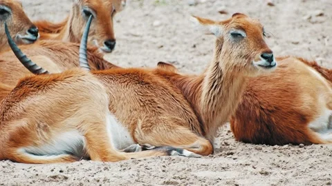Pack Of Sitatunga Marshbuck Swamp Dwelling Antelope Stock Footage 196354633