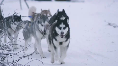 A pack of sled dogs husky dragging a sleigh through the snow Stock Footage 101327345