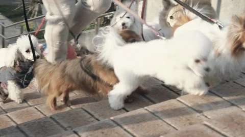 A pack of small dogs walk with their professional dog walker, smiling as Stock Footage 106571352