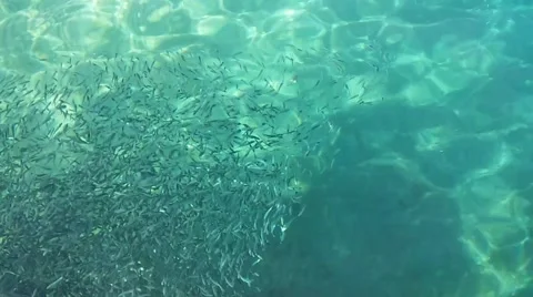 Pack of small fish in the sea Stock Footage 56159175