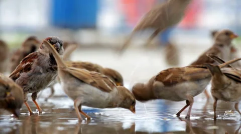 Pack of sparrows bathes in a big pool Stock Footage 53894952
