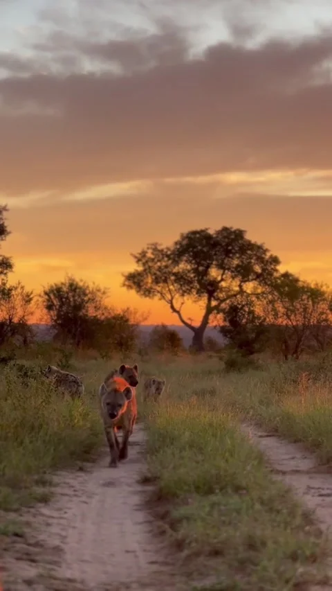 A pack of spotted hyenas walking along a dirt path at sunset Stock Footage 335049459