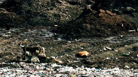 A pack of stray dogs in a city dump. Stock Footage 234909289
