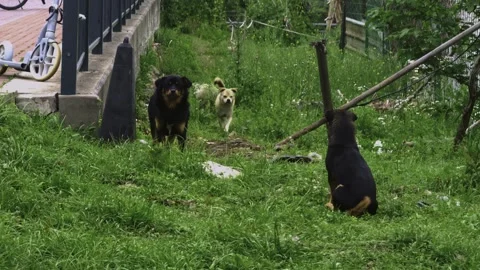 Pack of Stray Dogs next to the roads Stock-Footage 333194478