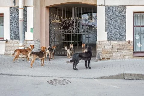 Pack of stray dogs. Stock Photos