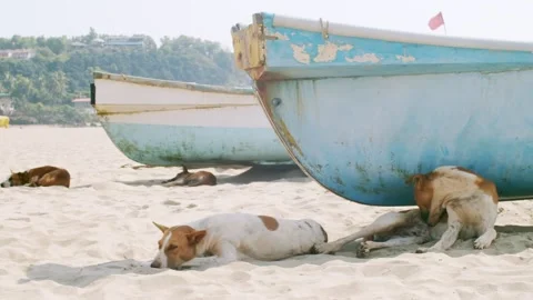 Pack of stray dogs relaxing on sandy beach near fishing boats on hot summer day Stock Footage 130619824