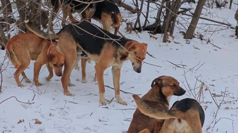 A pack of stray hungry dogs in winter Stock Footage 312475914
