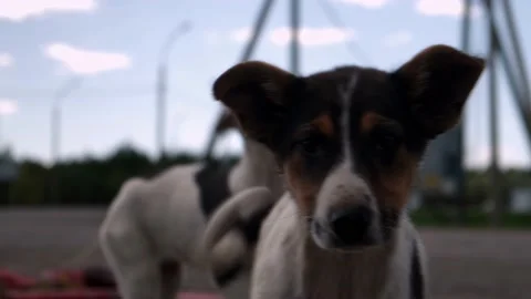 A pack of street dogs, a pack of yard puppies, dog puppies Stock Footage 208051065