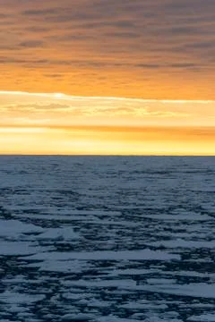 Pack at sunset Stock Photos