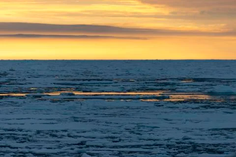 Pack at sunset Stock Photos