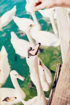 Pack of swans being fed Fotos de archivo