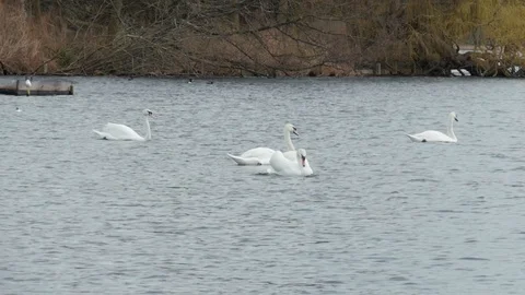 Pack of Swans Stock Footage 127860869