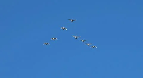 Pack of swans in sky migrating to warm country for wintering. Summer in Belarus Stock Photos