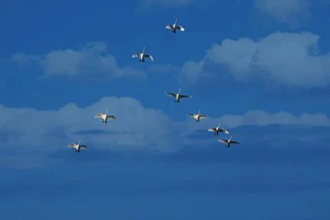 Pack of swans in sky migrating to warm country for wintering. Summer in Belarus Stock Photos