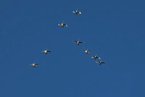 Pack of swans in sky migrating to warm country for wintering. Summer in Belarus Stock Photos