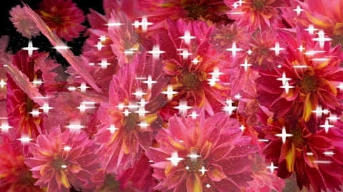 Pack of three 4K Orange African Daisy Flower Transition. Stock Footage 281308234