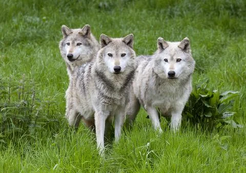 Pack Three of European Grey Wolves Stock Photos