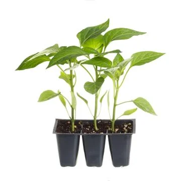 Pack of three pepper seedlings isolated against white Stock Photos