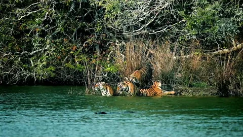 Pack of tigers bathing in the river, slow motion Stock Footage 323294664