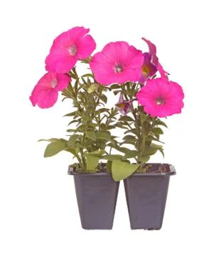 Pack of two pink-flowered petunia seedlings ready for transplanting Stock Photos
