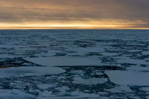 Pack under orange sky Stock Photos