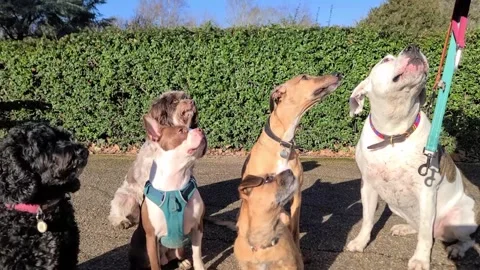 Pack of well behaved dog get treats Stock Footage 265802513