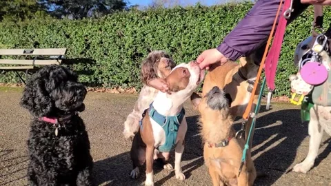 Pack of well behaved dogs get treats Stock Footage 265802495