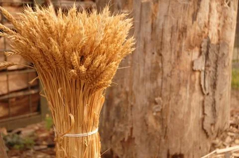 Pack of wheat 2 스톡 사진