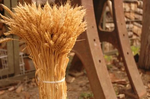 Pack of wheat Stock Photos
