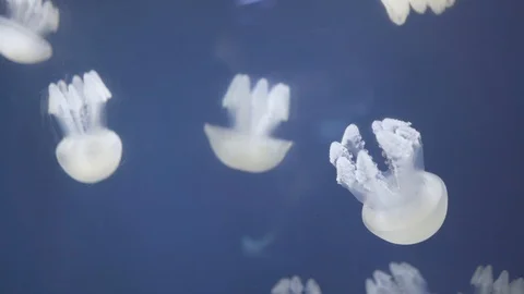 Pack of white Jellyfish floating in a big aquarium Stock Footage 126725008