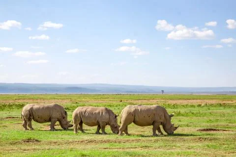 Pack of white rhino Stock Photos