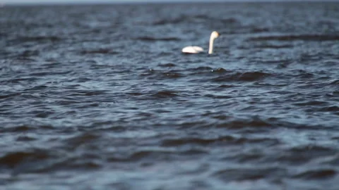 Pack of white swans float  in  Gulf of Finland during a seasonal Bird migration Stock Footage 107394372
