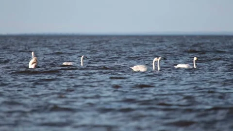 Pack of white swans float  in  Gulf of Finland during a seasonal Bird migration Stock Footage 107394381