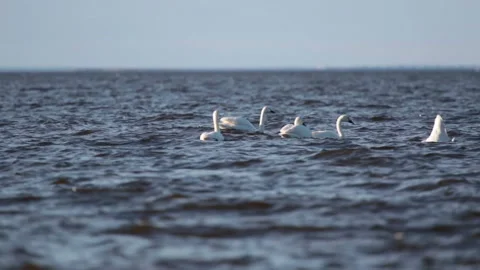 Pack of white swans float  in  Gulf of Finland during a seasonal Bird migration Stock Footage 107394386