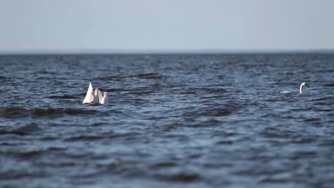 Pack of white swans float  in  Gulf of Finland during a seasonal Bird migration Stock Footage 107394397