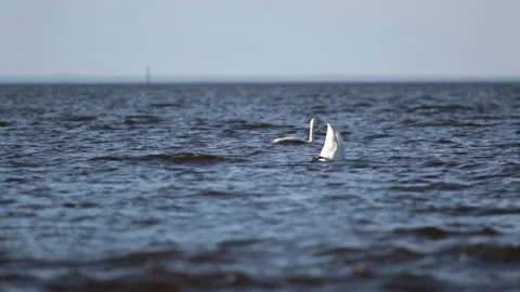 Pack of white swans float  in  Gulf of Finland during a seasonal Bird migration Stock Footage