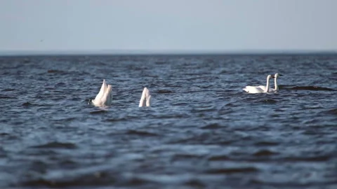 Pack of white swans float  in  Gulf of Finland during a seasonal Bird migration Stock Footage 107394437