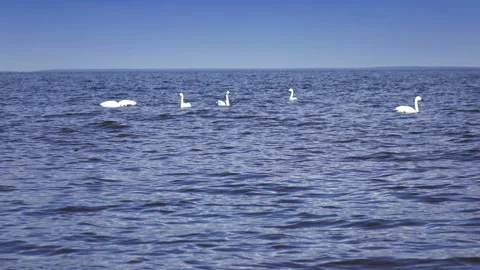 Pack of white swans float  in  Gulf of Finland during a seasonal Bird migration Stock Footage 107394463