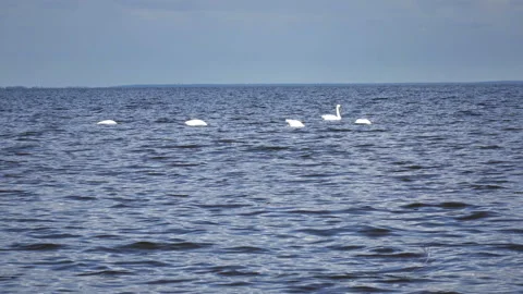 Pack of white swans float  in  Gulf of Finland during a seasonal Bird migration Stock Footage 107394472