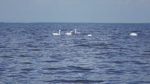 Pack of white swans float  in  Gulf of Finland during a seasonal Bird migration Stock Footage 107394486