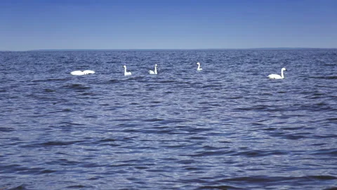 Pack of white swans float  in  Gulf of Finland during a seasonal Bird migration Stock Footage 107394601