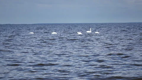 Pack of white swans float  in  Gulf of Finland during a seasonal Bird migration Stock Footage 107394628