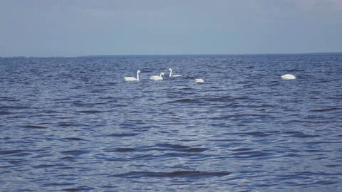 Pack of white swans float  in  Gulf of Finland during a seasonal Bird migration Stock Footage 107394700